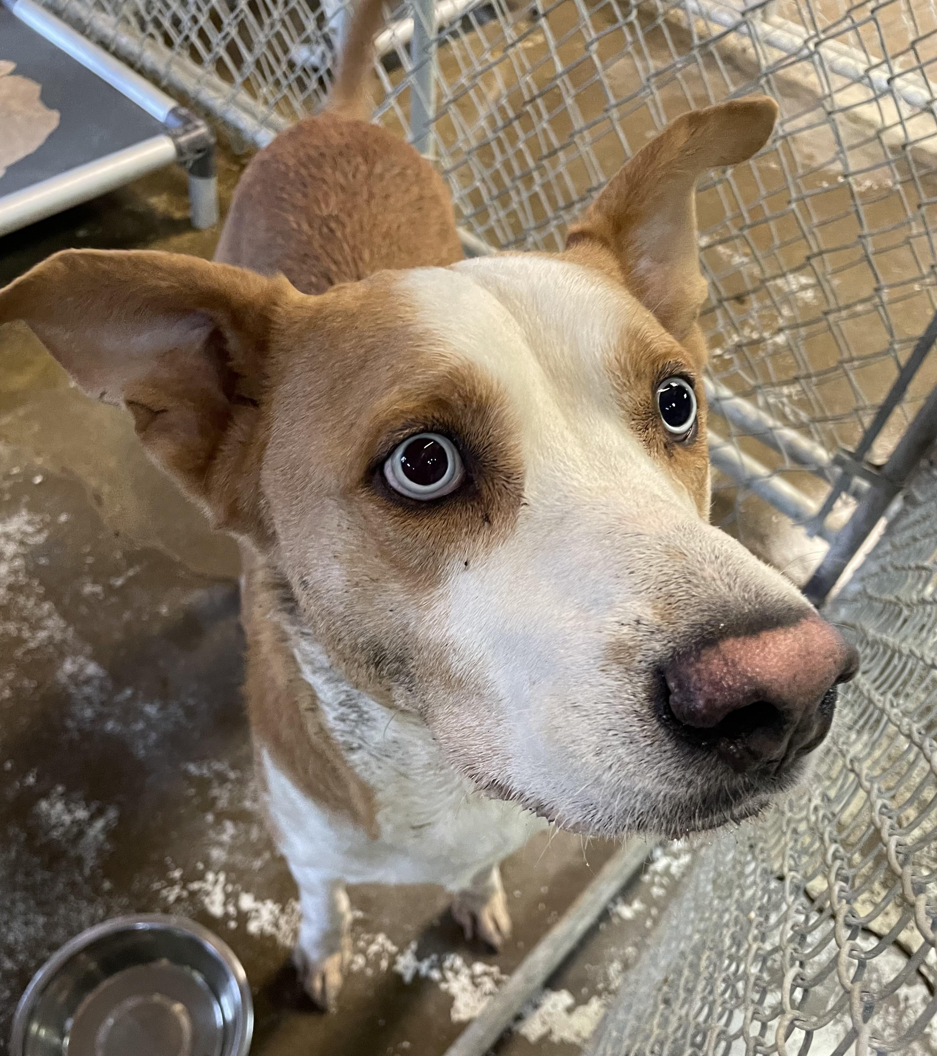 Enlarge George AVAILABLE, a ADOPTABLE mixed breed in Canton, OH image 4/4
