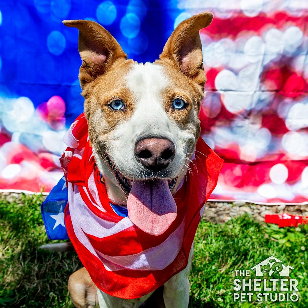 George AVAILABLE, ADOPTABLE, Adult Male Husky & Pit Bull Terrier.