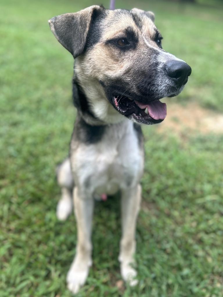 MASON, Adoptable, Adult Male German Shepherd Dog & Black Mouth Cur.