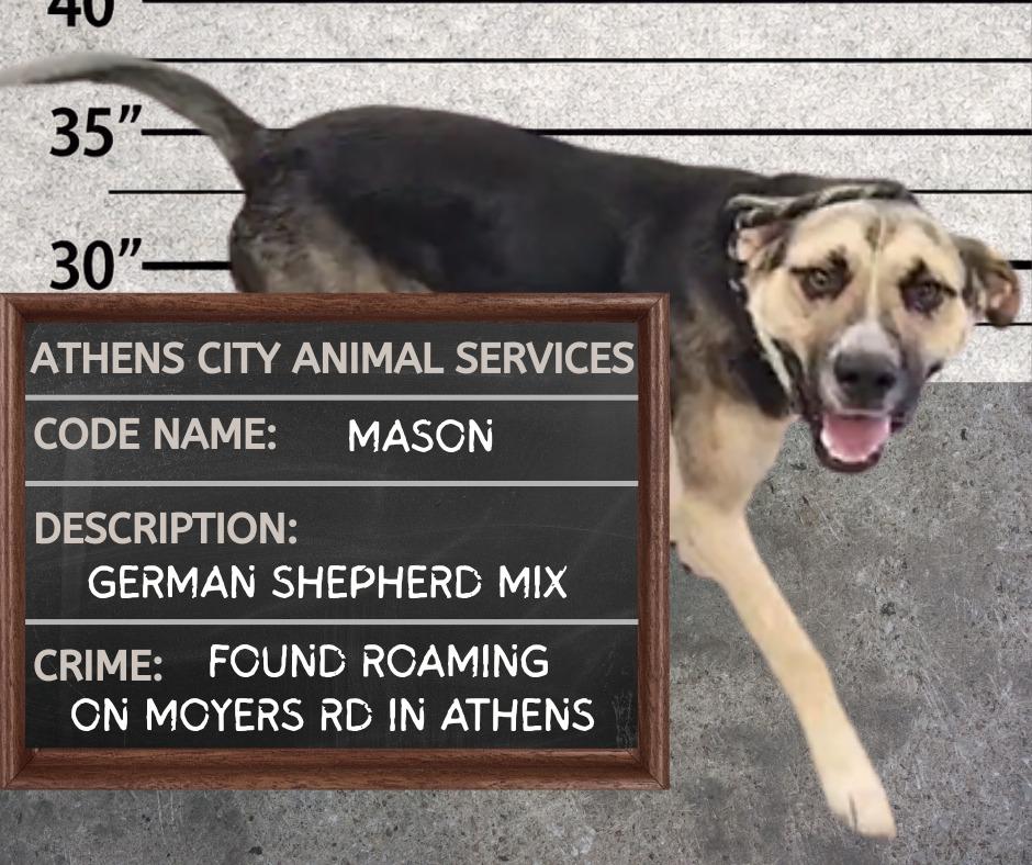 MASON, a Adoptable mixed breed in Athens, AL image 2/6