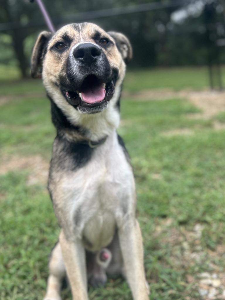 MASON, a Adoptable mixed breed in Athens, AL image 3/6