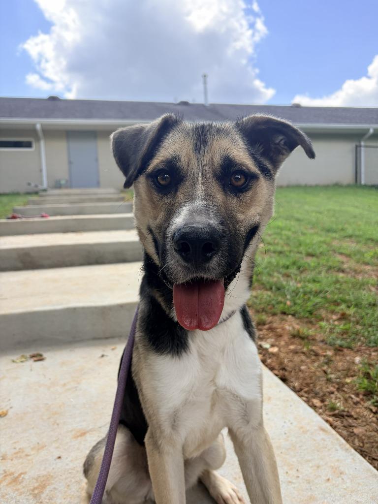 MASON, a Adoptable mixed breed in Athens, AL image 4/6