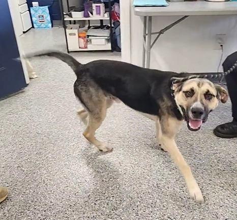 MASON, a Adoptable mixed breed in Athens, AL image 5/6