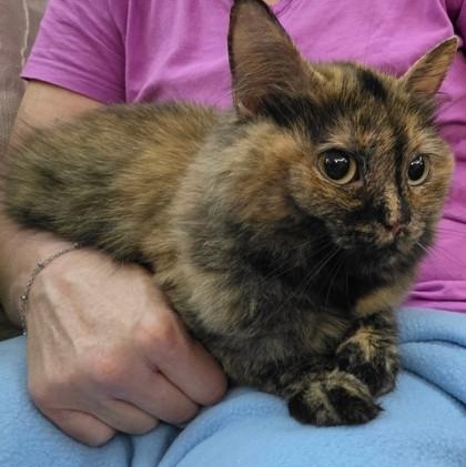 Enlarge Reeses, a Adoptable Domestic Short Hair in Rochester, MN image 1/1