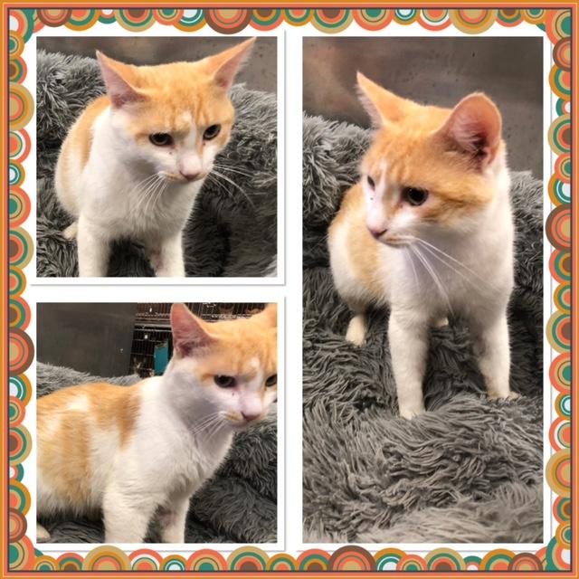 PAP, Adoptable, Adult Male Domestic Short Hair.