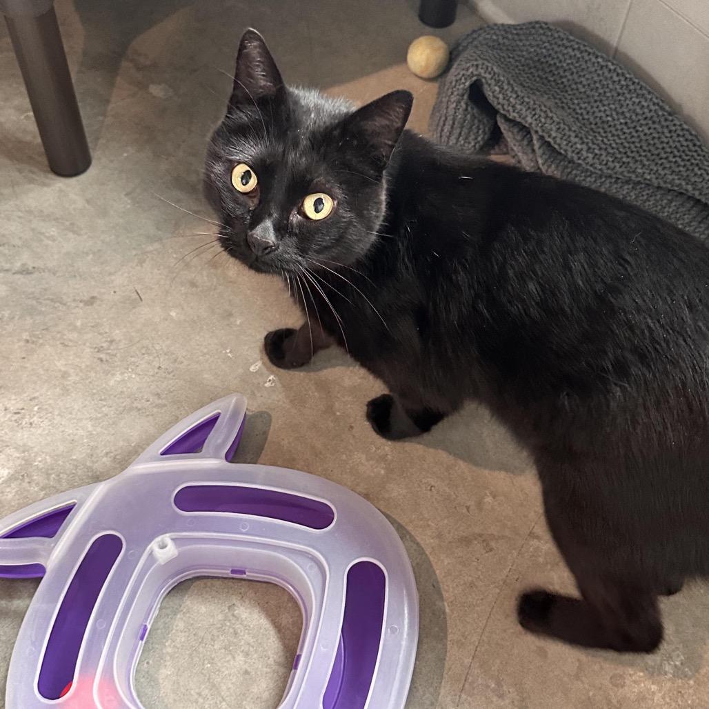 Lord Vader, Adoptable, Adult Male Domestic Short Hair.