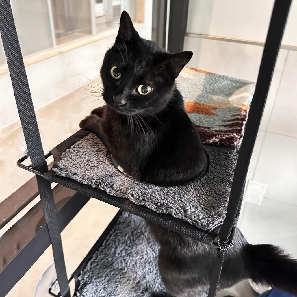 Enlarge Lord Vader, a Adoptable Domestic Short Hair in Hailey, ID image 2/4