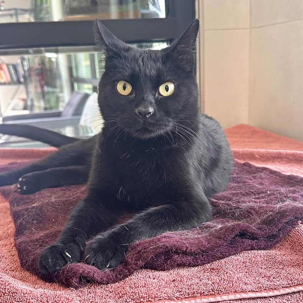 Enlarge Lord Vader, a Adoptable Domestic Short Hair in Hailey, ID image 3/5