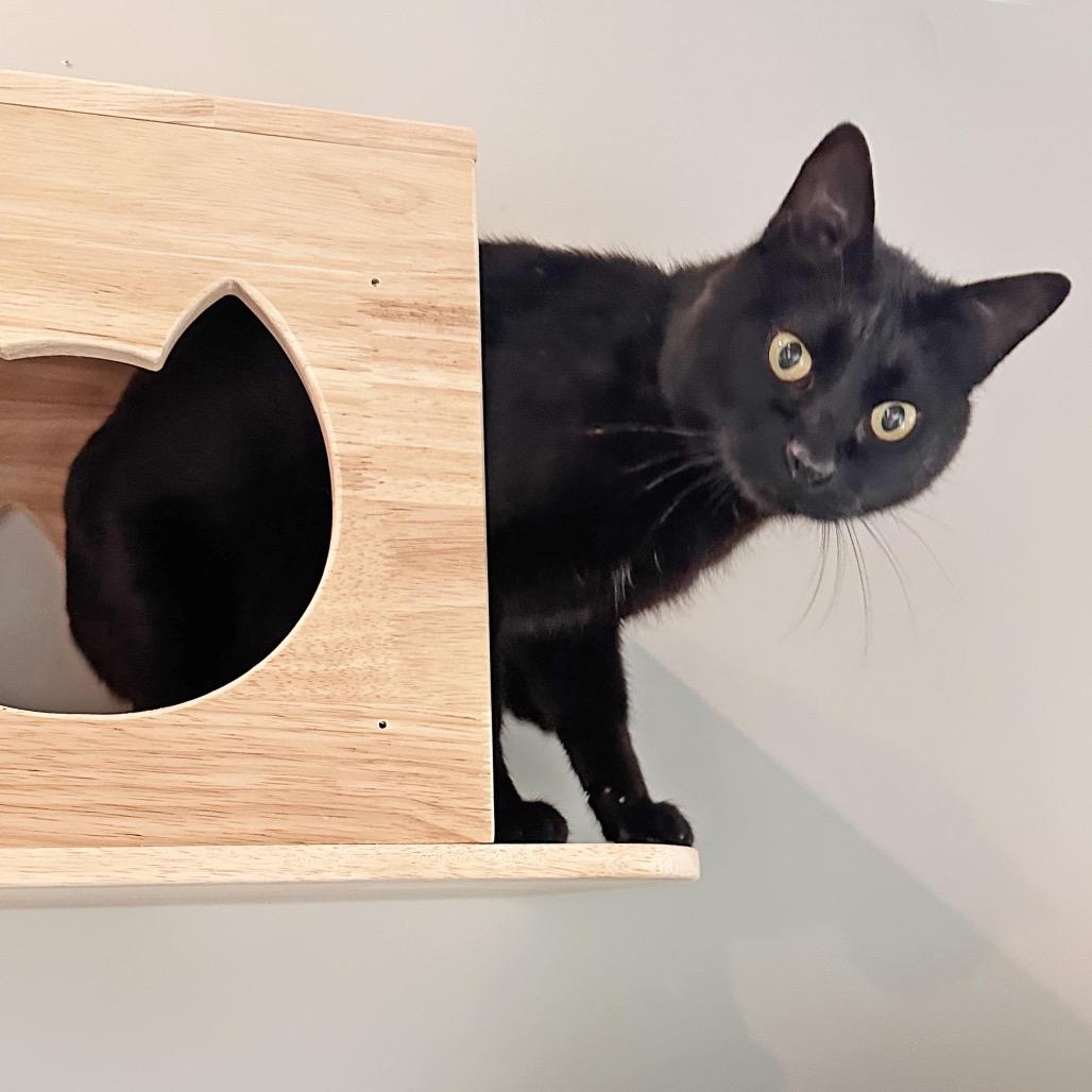 Enlarge Lord Vader, a Adoptable Domestic Short Hair in Hailey, ID image 3/4