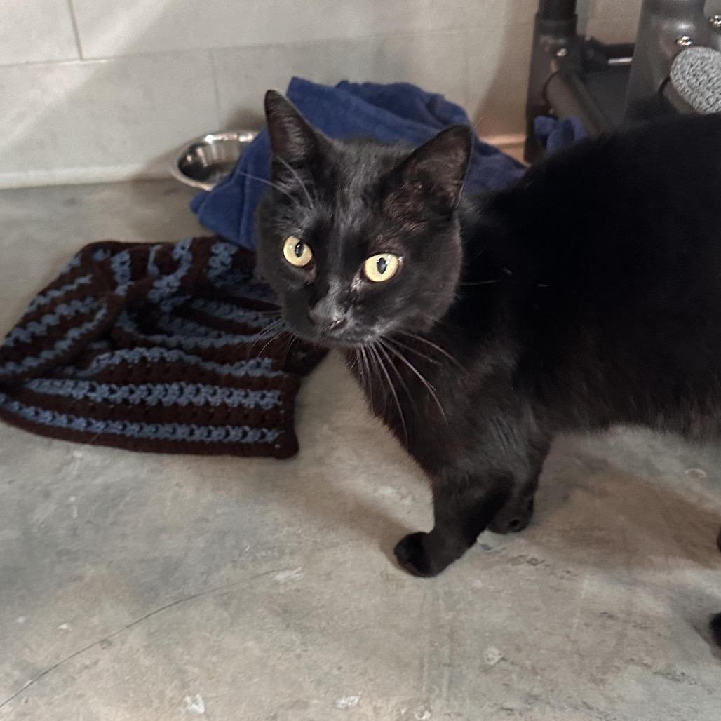 Enlarge Lord Vader, a Adoptable Domestic Short Hair in Hailey, ID image 4/4