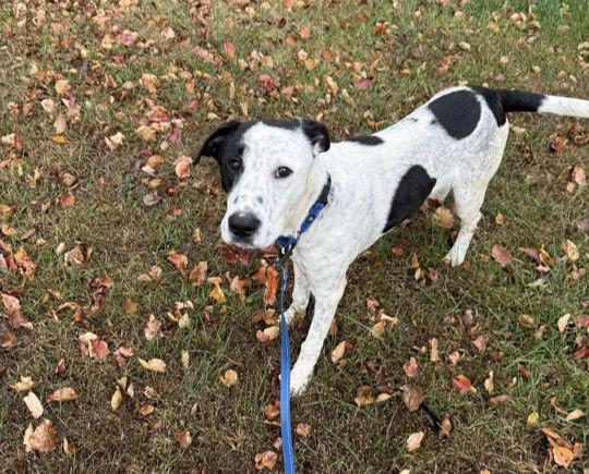 Major 0575, Adoptable, Young Male Pointer & Labrador Retriever.