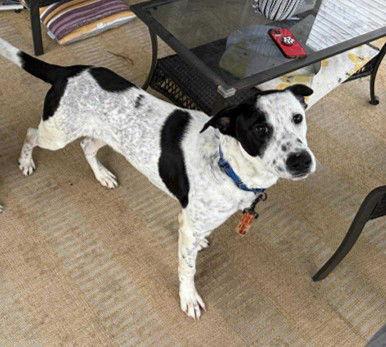 Enlarge Major 0575, a Adoptable mixed breed in Stephens City, VA image 2/3