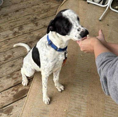 Enlarge Major 0575, a Adoptable mixed breed in Stephens City, VA image 3/3