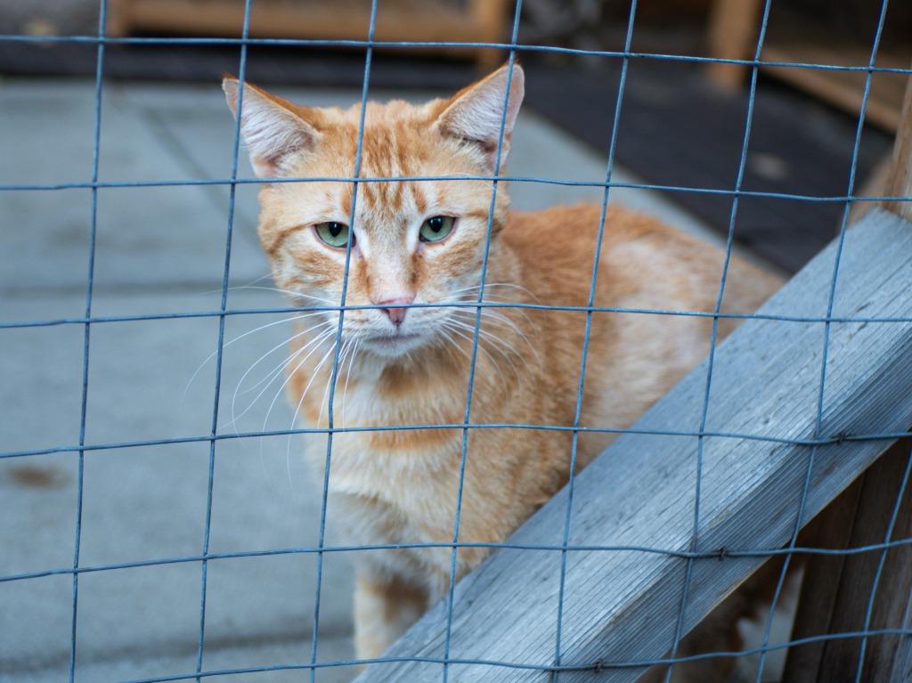 Beaureguard (Bud), Adoptable, Adult Male Domestic Short Hair.