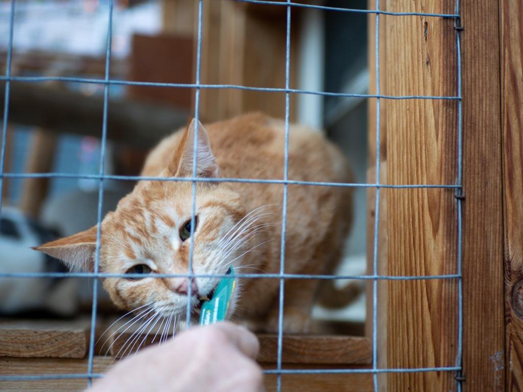 Beaureguard (Bud), Adoptable, Adult Male Domestic Short Hair.