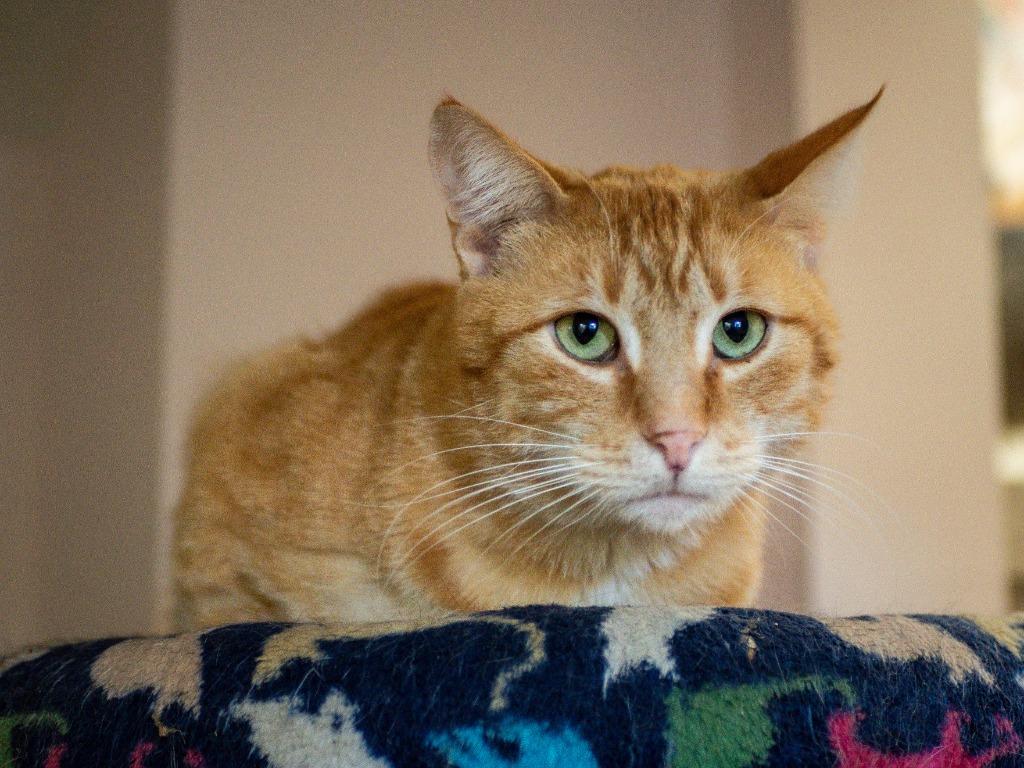 Enlarge Beaureguard (Bud), a Adoptable mixed breed in Calgary, AB image 5/5