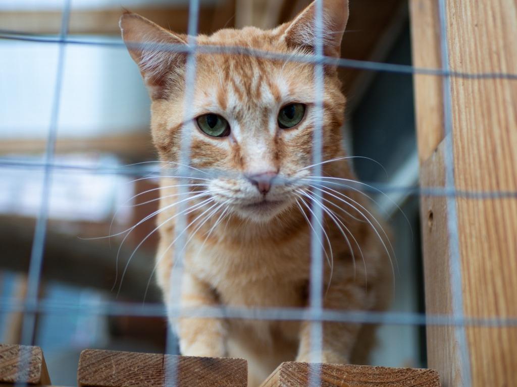 Enlarge Beaureguard (Bud), a Adoptable mixed breed in Calgary, AB image 4/5