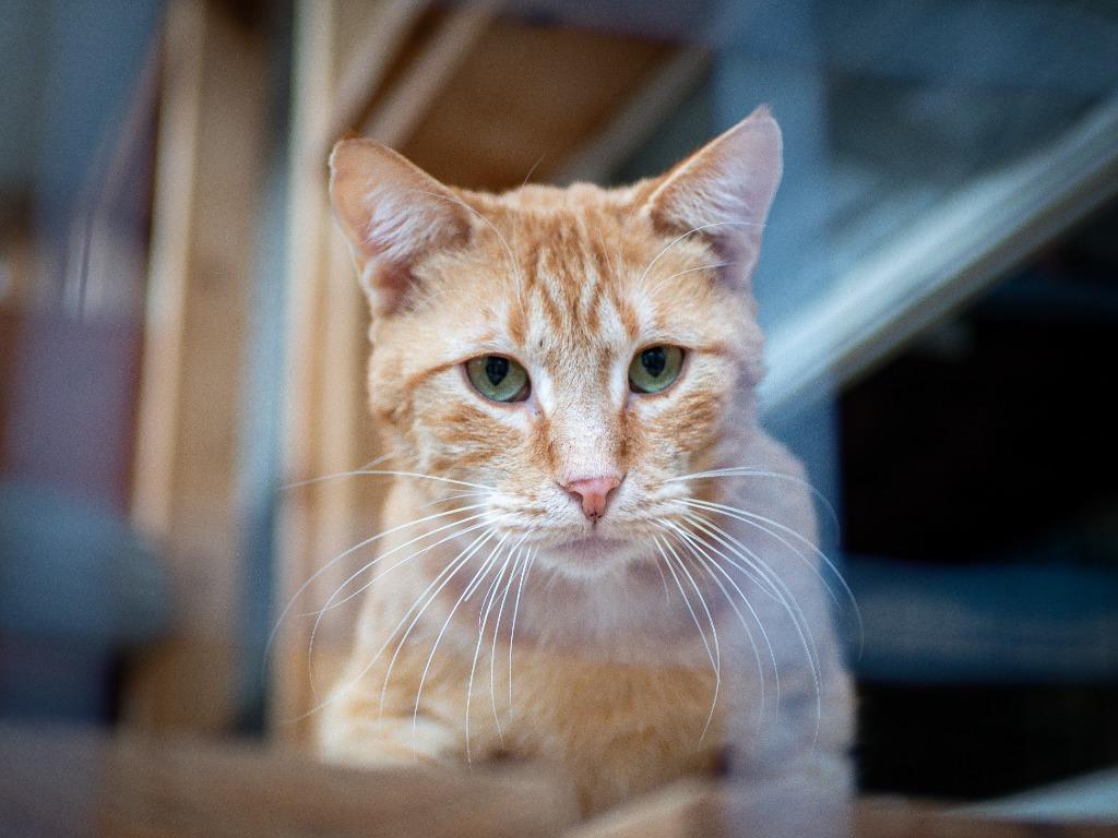 Enlarge Beaureguard (Bud), a Adoptable mixed breed in Calgary, AB image 5/5