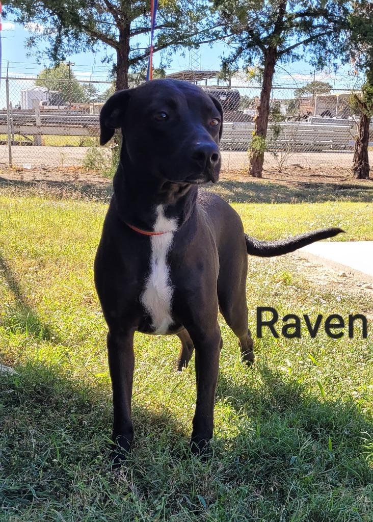 Raven, Adoptable, Adult Female Labrador Retriever.