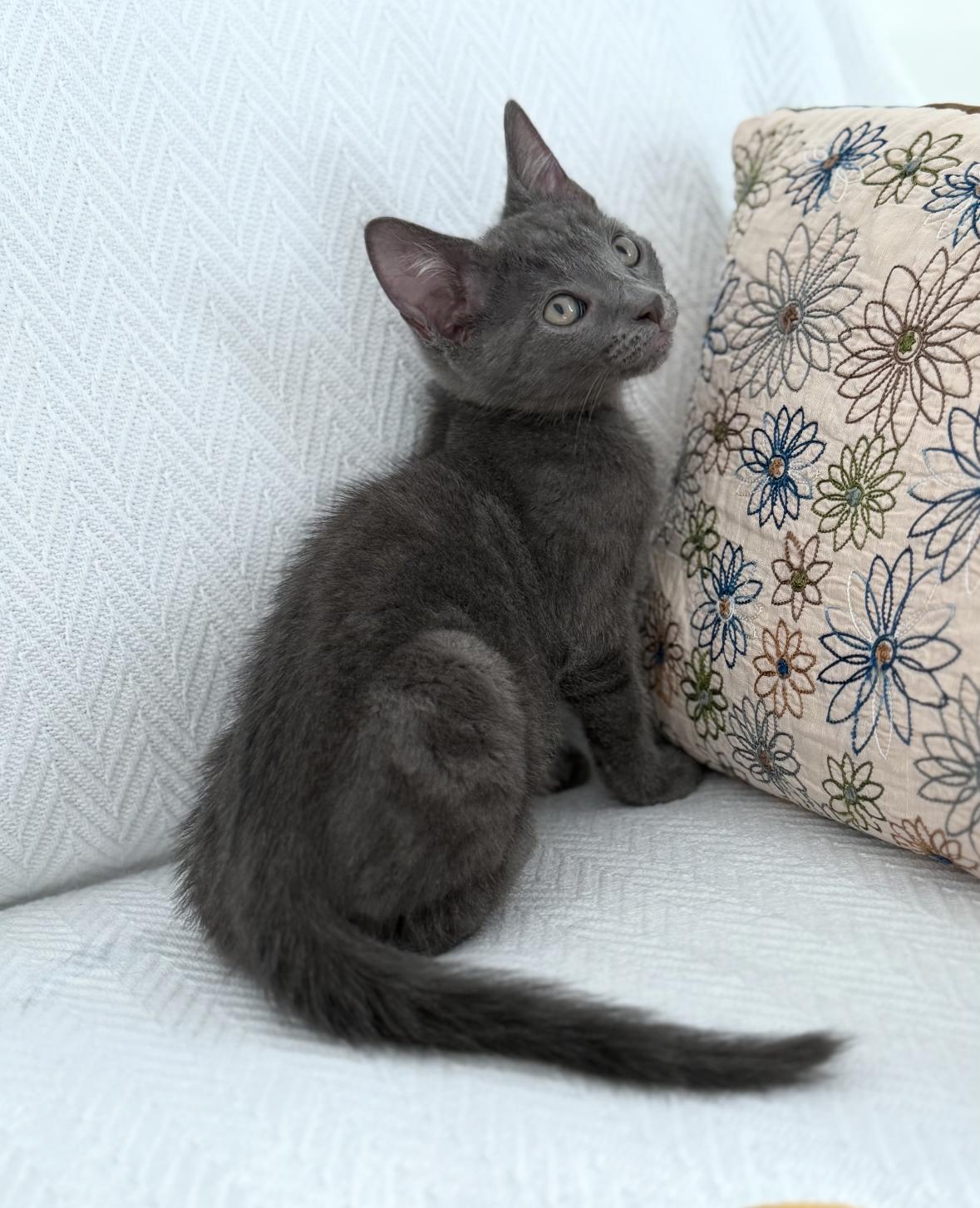 Saturn (must be adopted with Jupiter), a Adoptable Domestic Short Hair in New Orleans, LA image 3/6