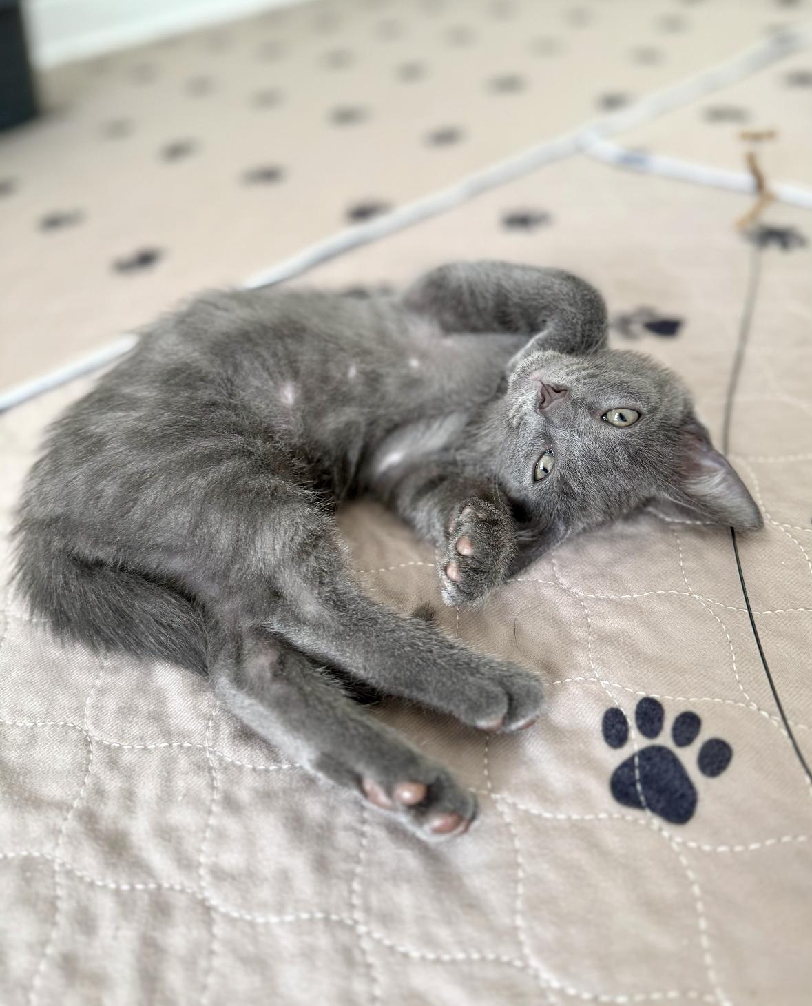 Saturn (must be adopted with Jupiter), a Adoptable Domestic Short Hair in New Orleans, LA image 6/6