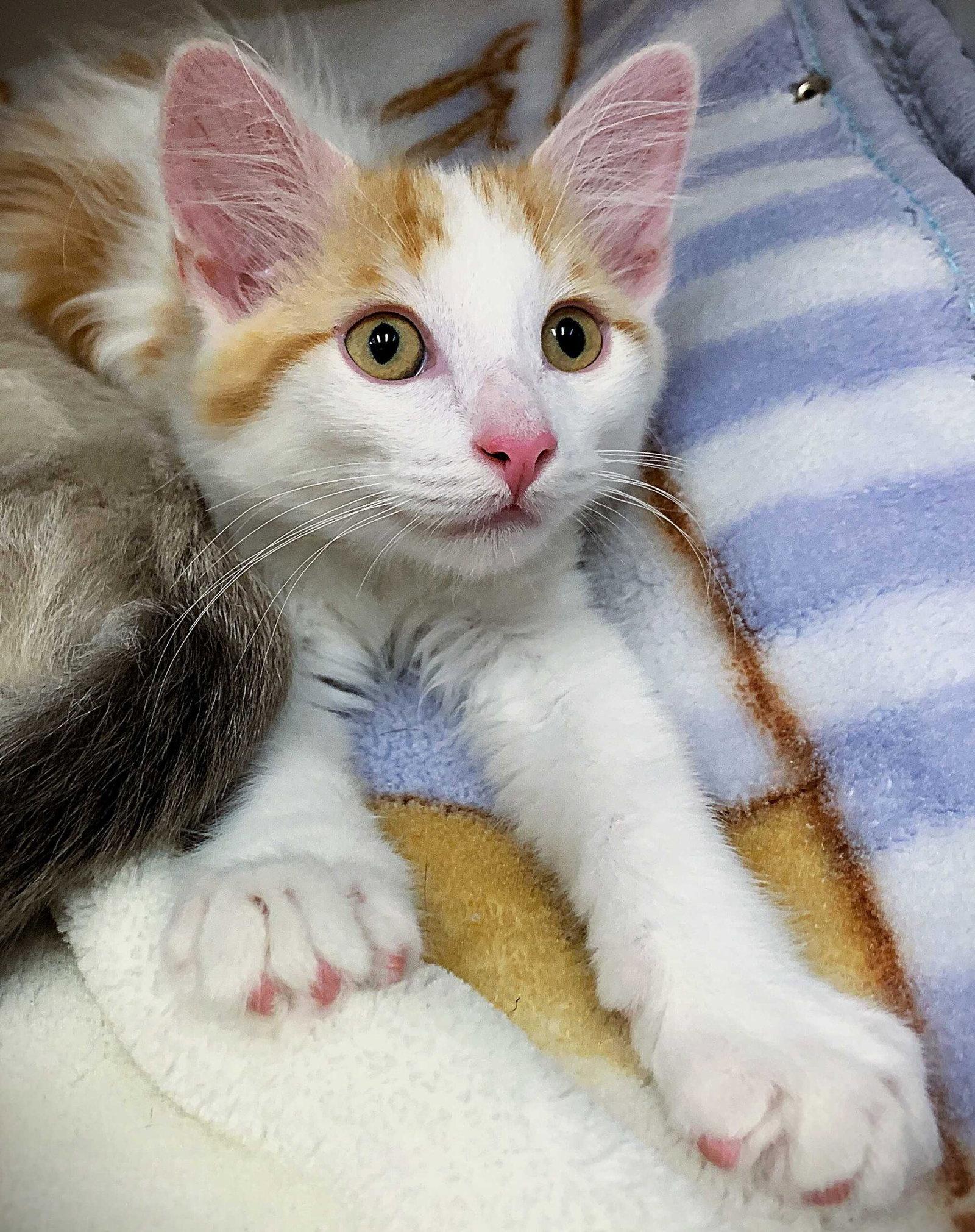 Enlarge Kitten Whoopie Cushion, a Adopted Domestic Medium Hair in Seal Beach, CA image 1/3