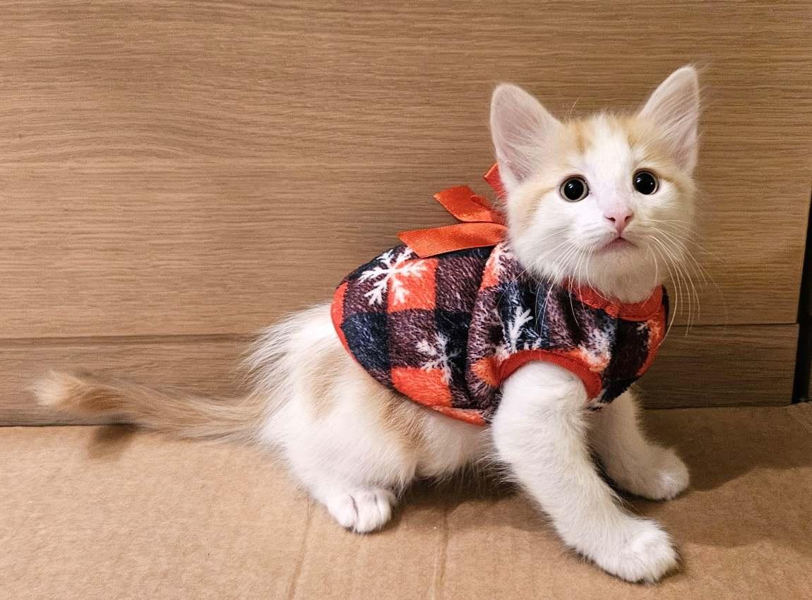 Enlarge Kitten Whoopie Cushion, a Adopted Domestic Medium Hair in Seal Beach, CA image 2/3