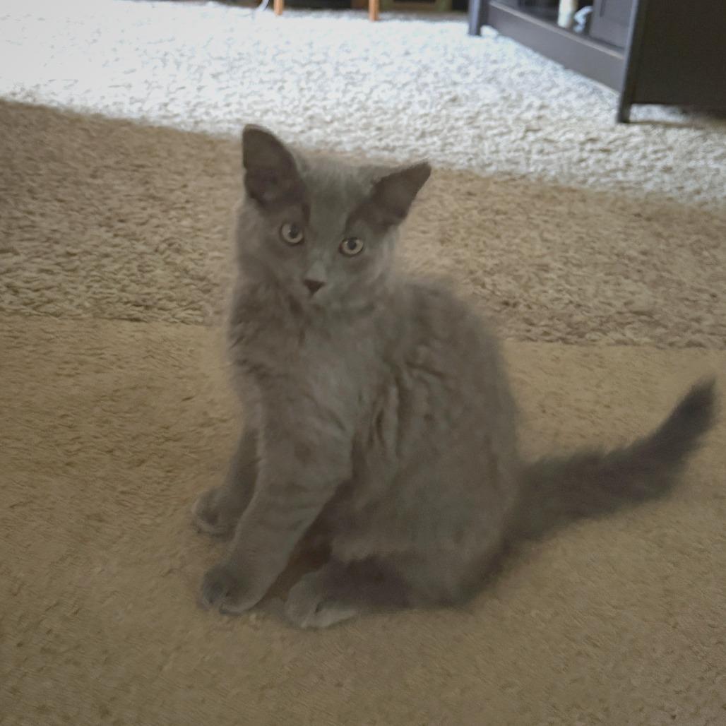 Stone 2025, a Adoptable Domestic Short Hair in Bensalem, PA image 1/4