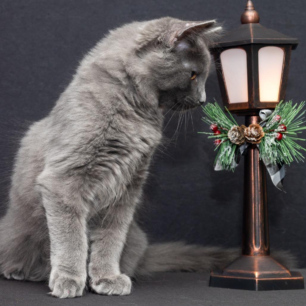 Stone 2025, a Adoptable Domestic Short Hair in Bensalem, PA image 3/4