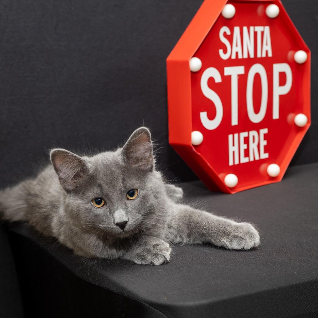 Stone 2025, a Adoptable Domestic Short Hair in Bensalem, PA image 4/4