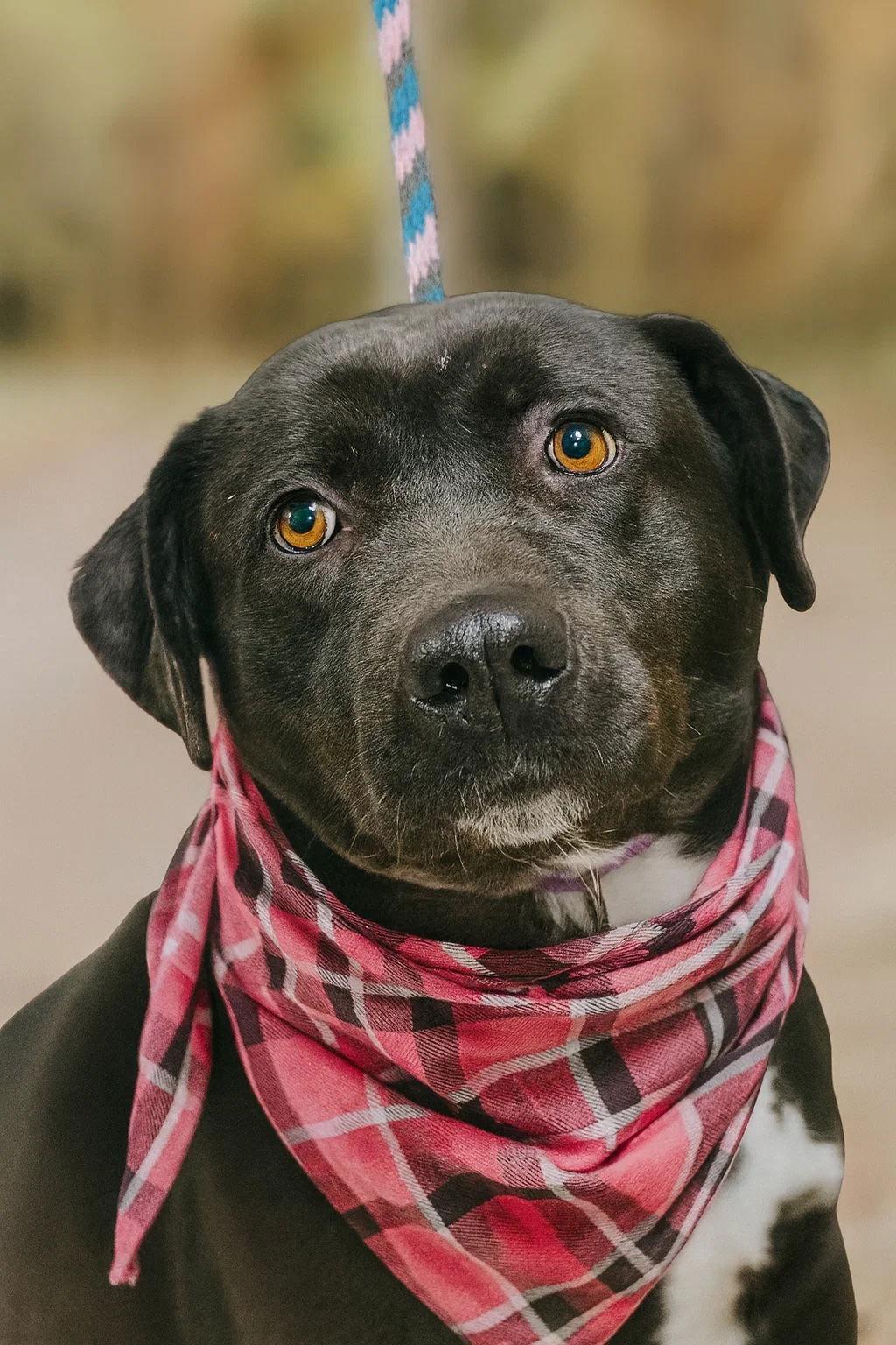 Labs, Labs, a Adoptable Labrador Retriever in Mount Laurel, NJ image 2/2