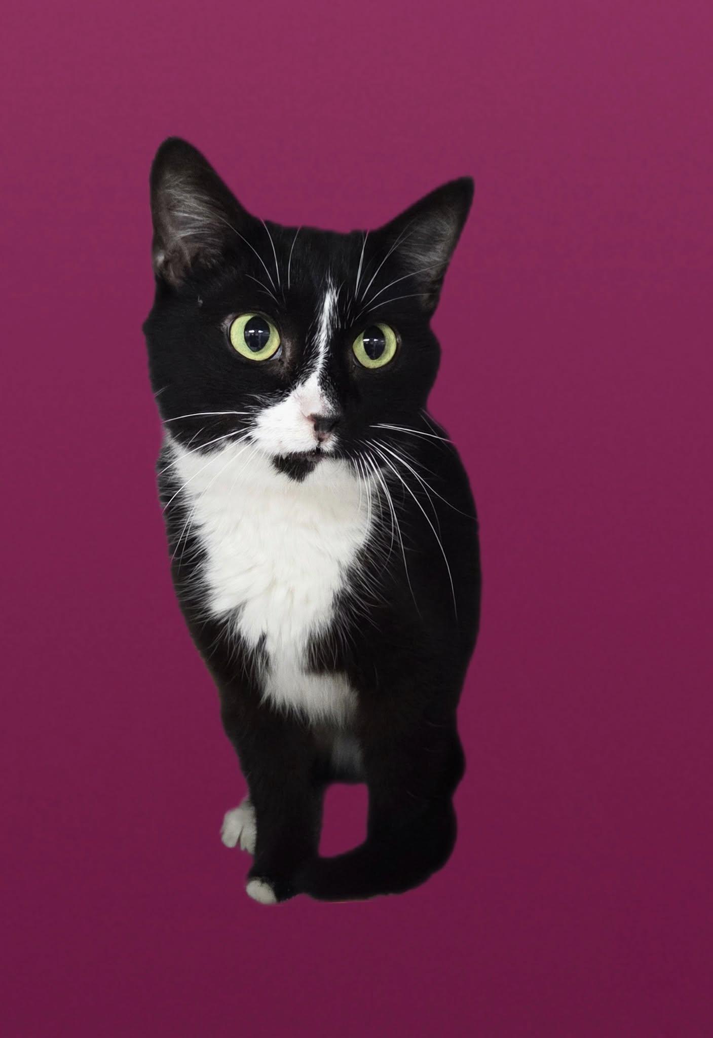 Lilac, Adult Female Tuxedo