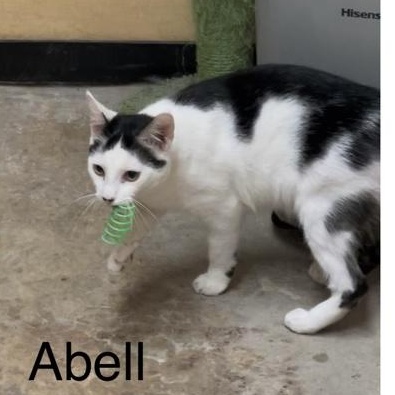 Abell, Adoptable, Adult Male Domestic Short Hair.