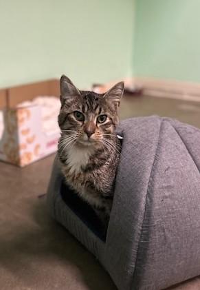 Hadrian, an adoptable Domestic Short Hair in Juneau, AK, 99801 | Photo Image 1