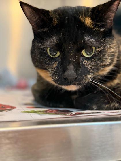 Enlarge Cocoa, a Adoptable mixed breed in Daytona Beach, FL image 1/2