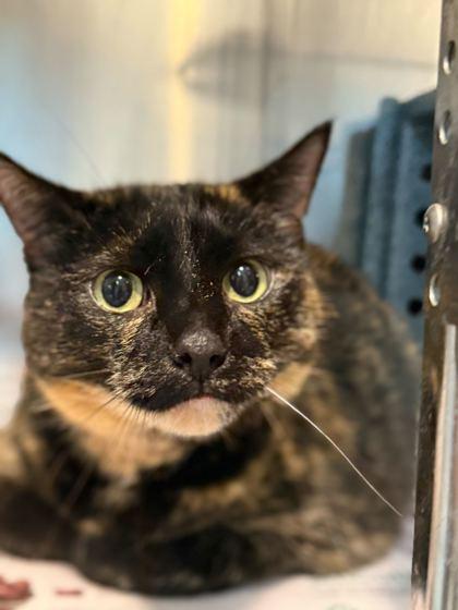 Enlarge Cocoa, a Adoptable mixed breed in Daytona Beach, FL image 2/2