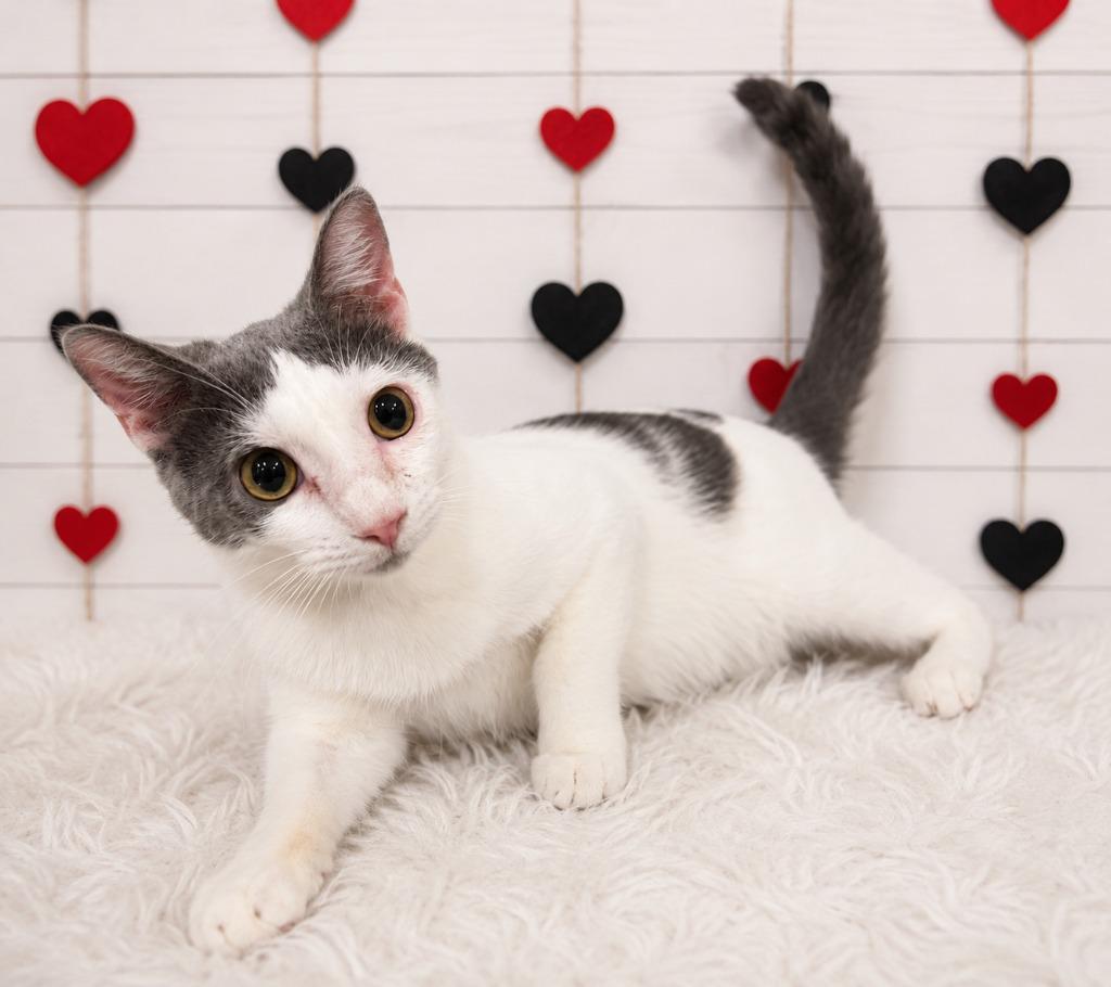 Paris Hilton, Adoptable, Young Female Domestic Short Hair.