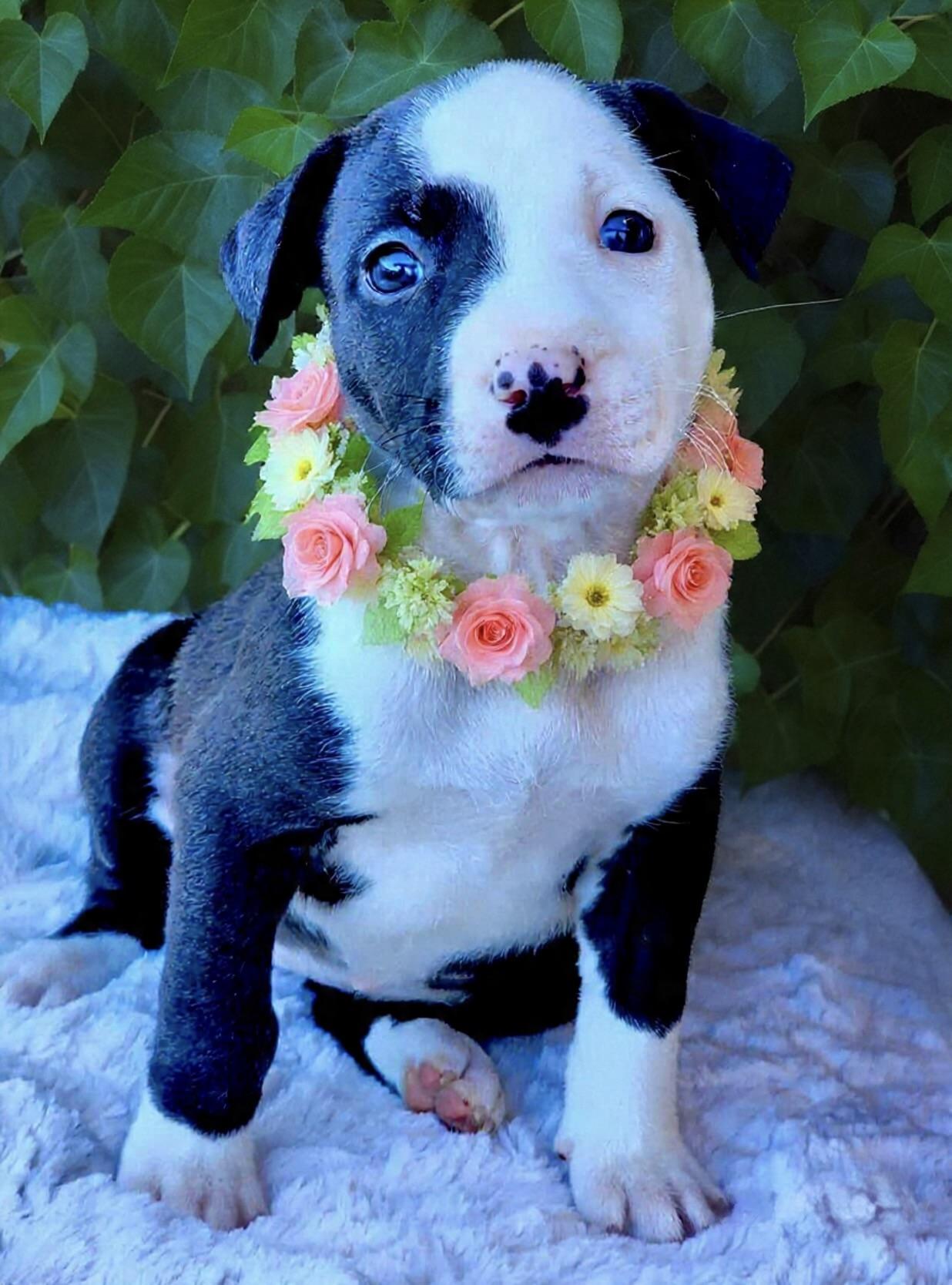 Enlarge Espresso, a ADOPTABLE mixed breed in Corona Del Mar, CA image 1/1