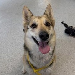 Roxy, adopted, Adult Female German Shepherd Dog.