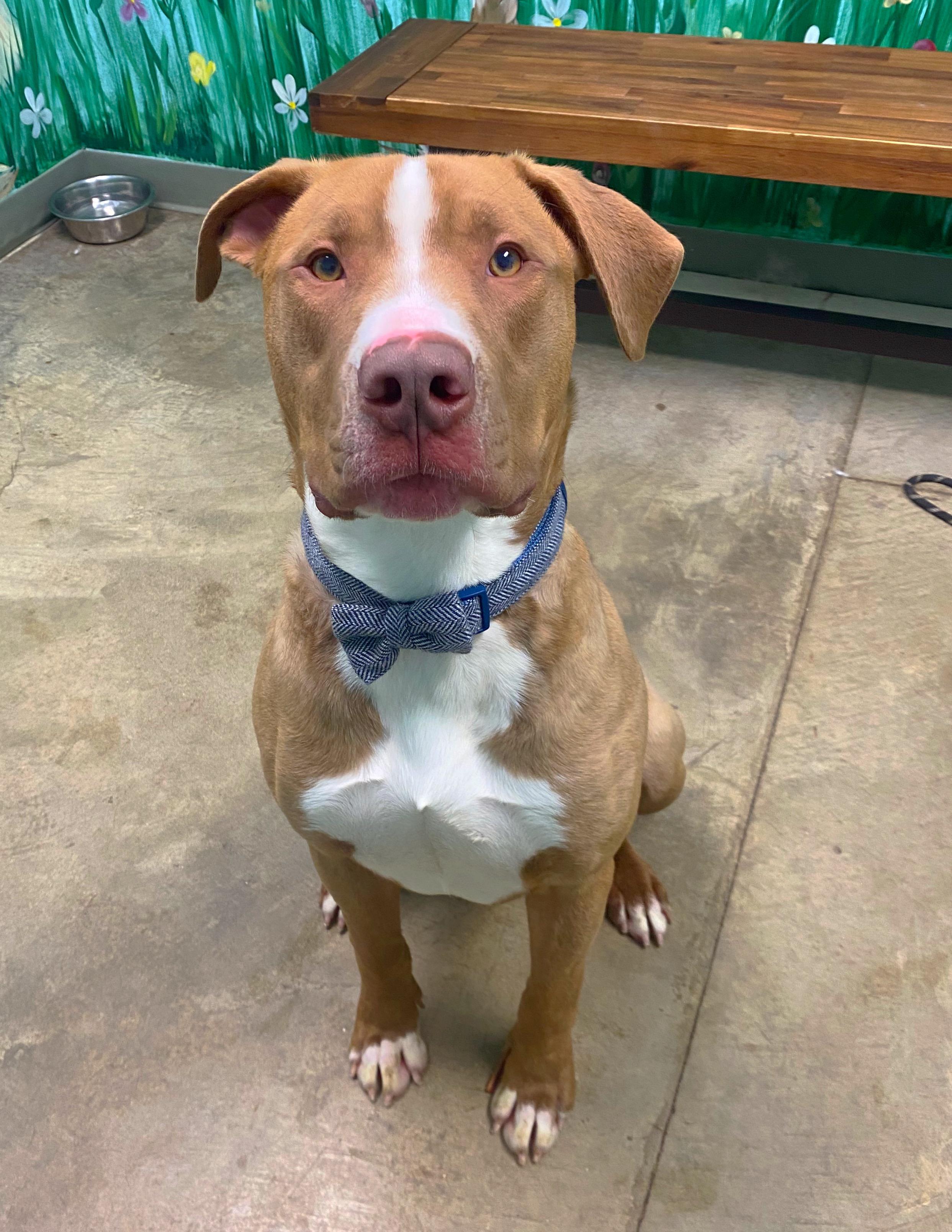 Enlarge Bodi, a Adoptable mixed breed in Godfrey, IL image 1/3