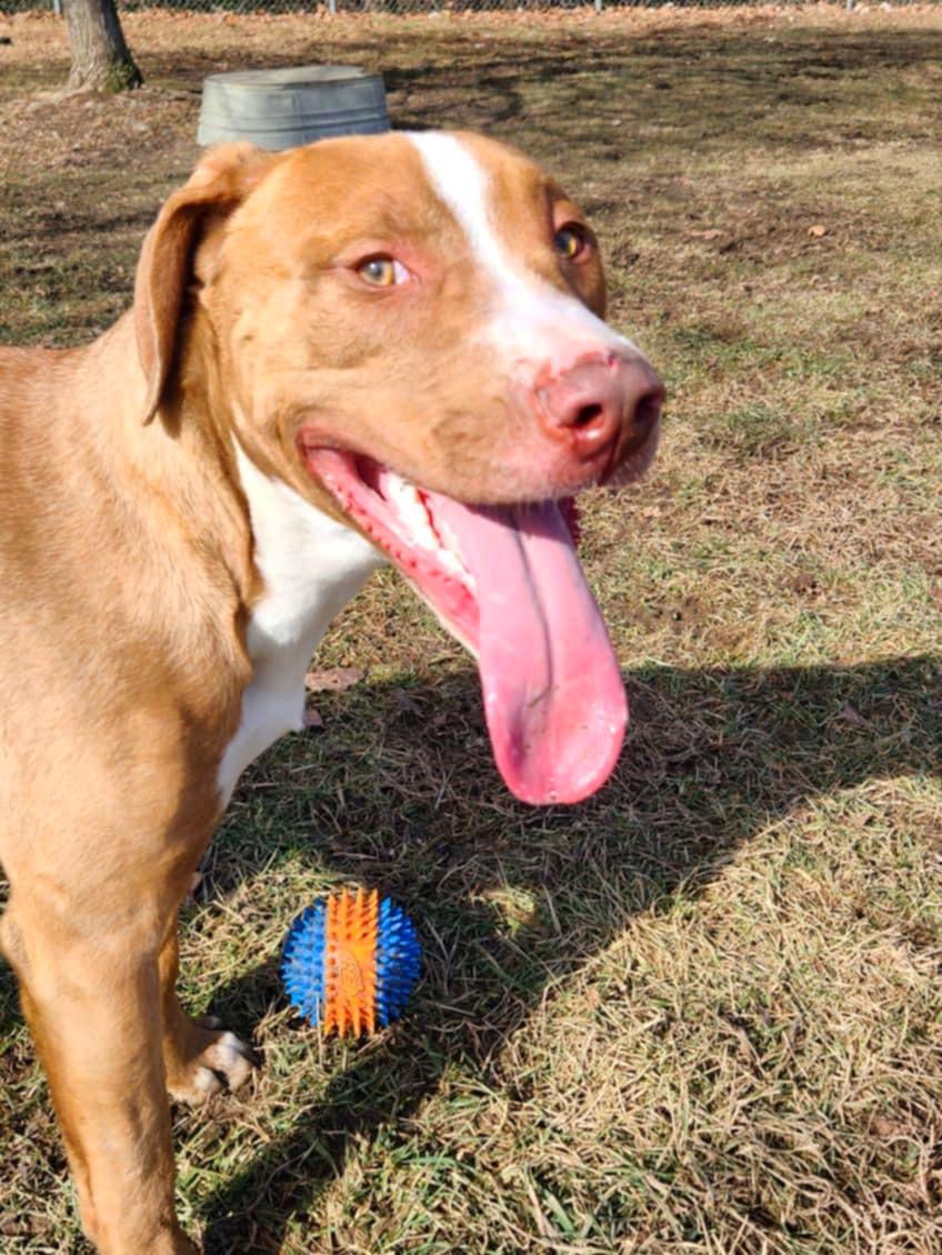Enlarge Bodi, a Adoptable mixed breed in Godfrey, IL image 2/3