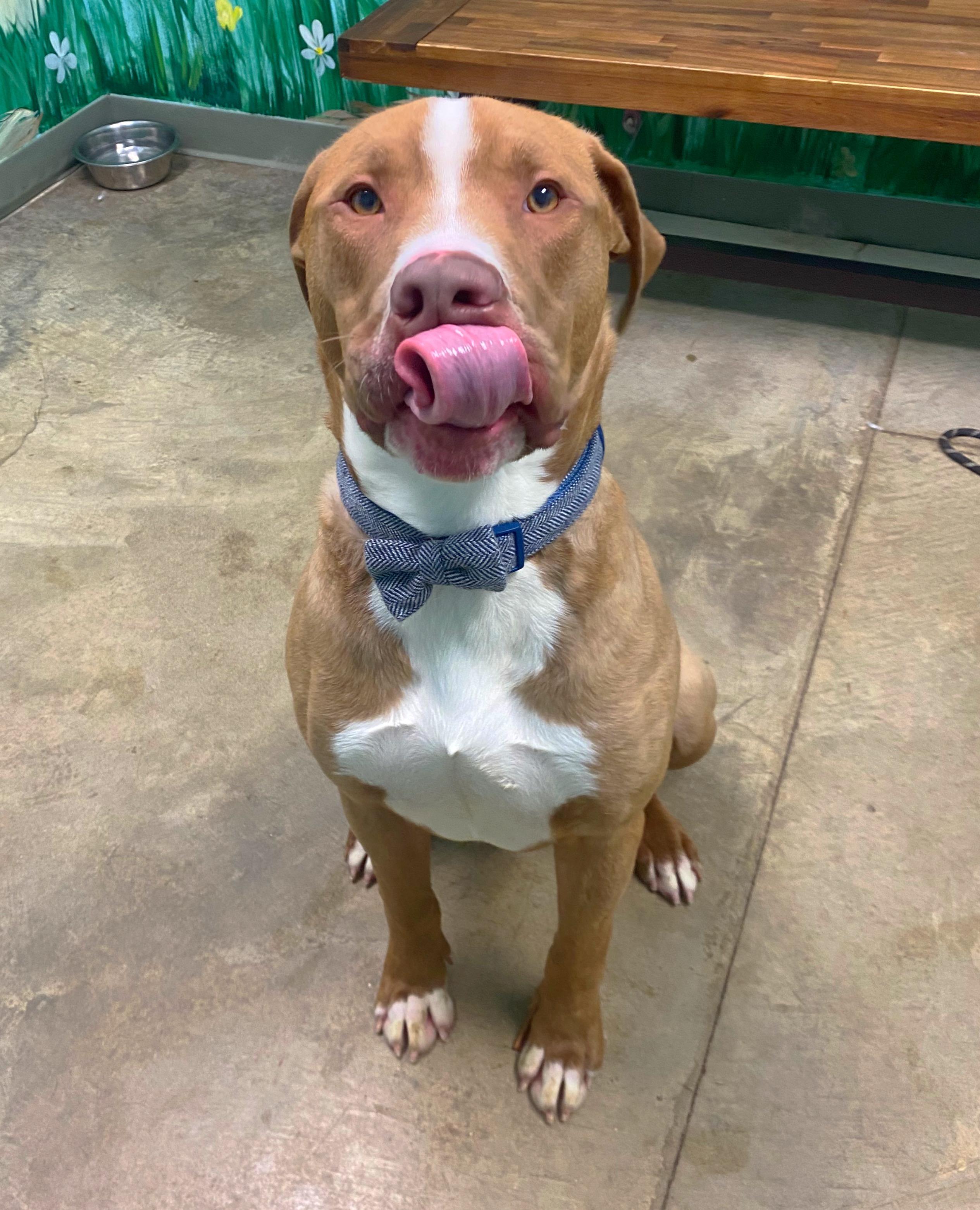 Enlarge Bodi, a Adoptable mixed breed in Godfrey, IL image 3/3