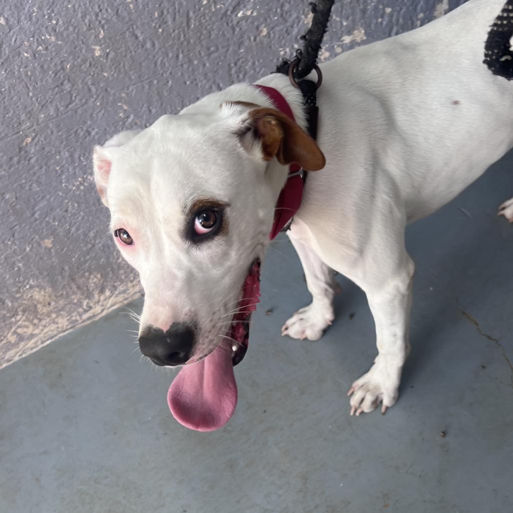 Enlarge CHIQUIS, a Adoptable mixed breed in Kyle, TX image 1/6