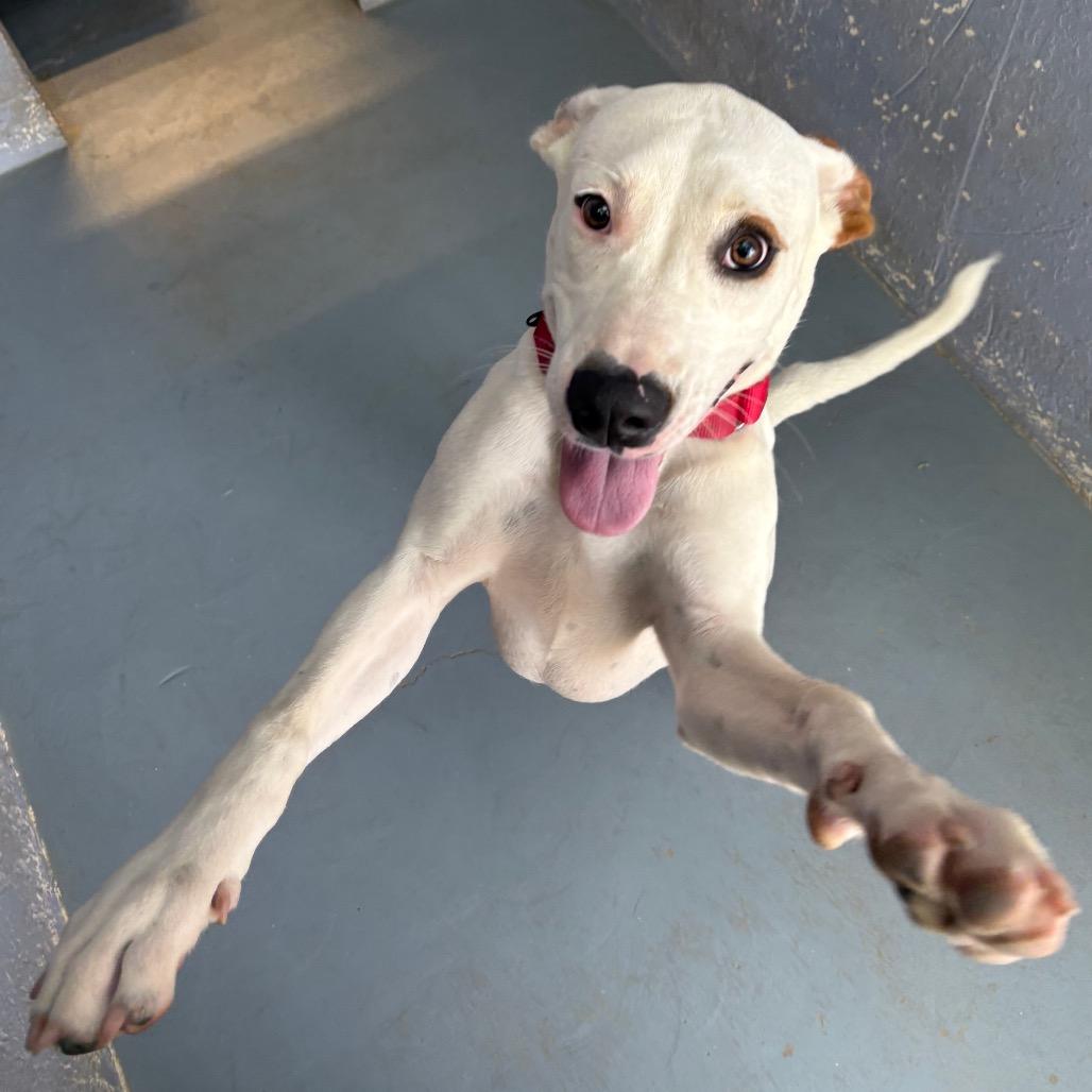 Enlarge CHIQUIS, a Adoptable mixed breed in Kyle, TX image 2/6