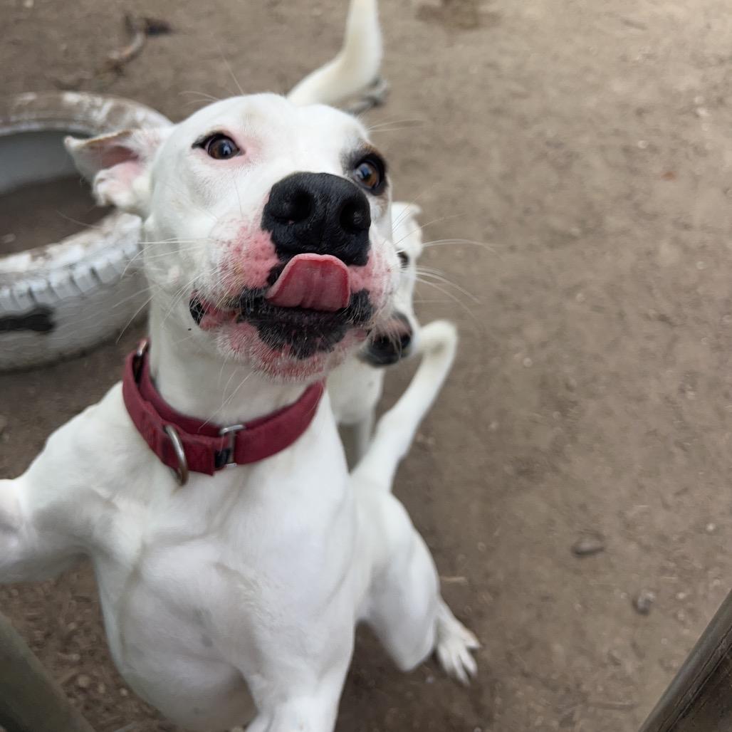 Enlarge CHIQUIS, a Adoptable mixed breed in Kyle, TX image 2/6