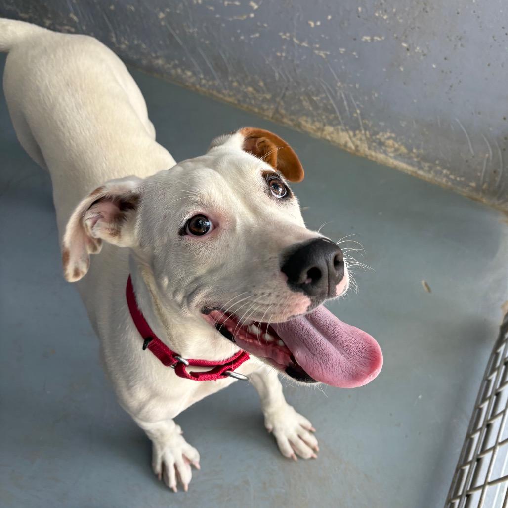 Enlarge CHIQUIS, a Adoptable mixed breed in Kyle, TX image 3/6