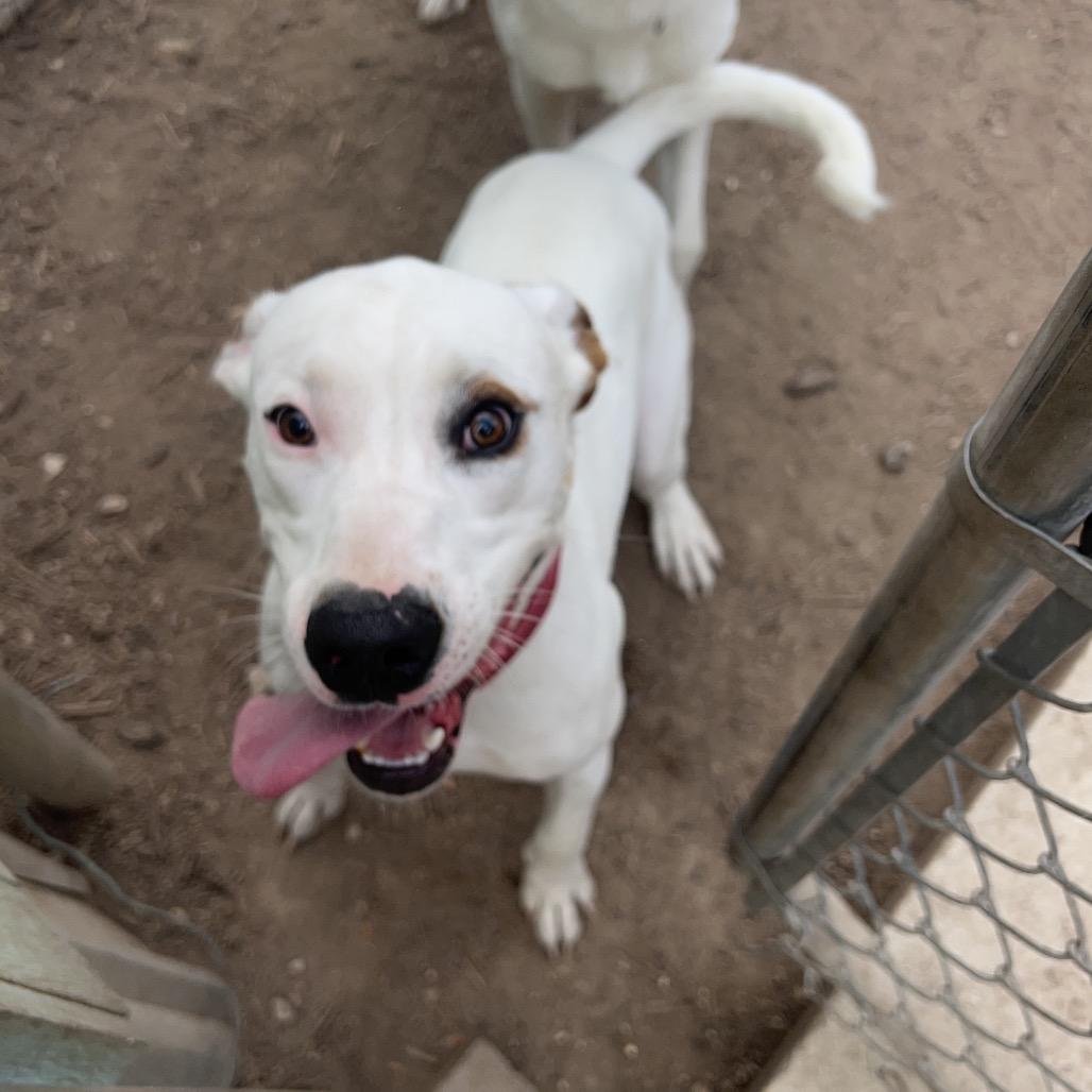 Enlarge CHIQUIS, a Adoptable mixed breed in Kyle, TX image 4/6
