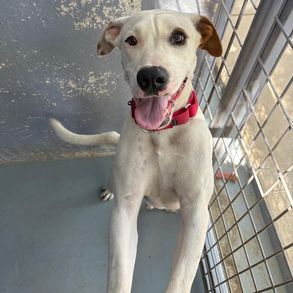 Enlarge CHIQUIS, a Adoptable mixed breed in Kyle, TX image 5/6