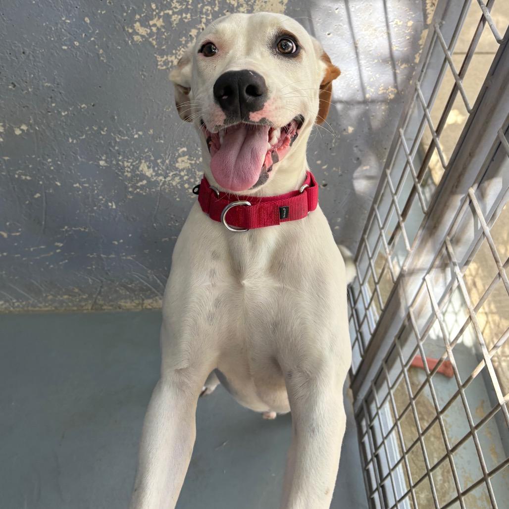 Enlarge CHIQUIS, a Adoptable mixed breed in Kyle, TX image 6/6