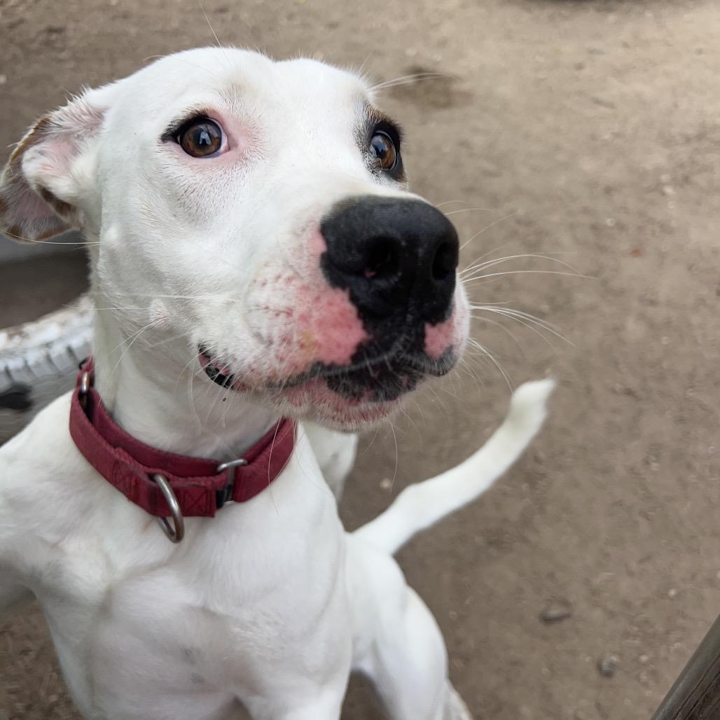 Enlarge CHIQUIS, a Adoptable mixed breed in Kyle, TX image 6/6